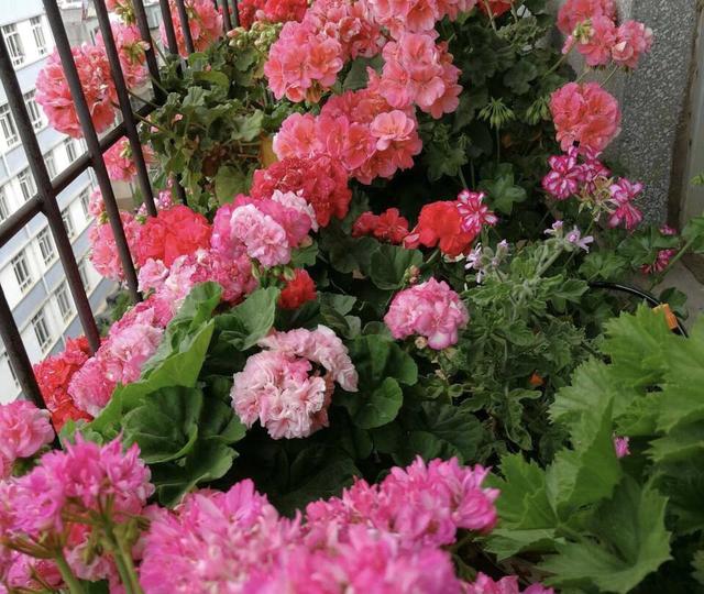 公认漂亮却难养的8种花,秋冬最难养的8种花