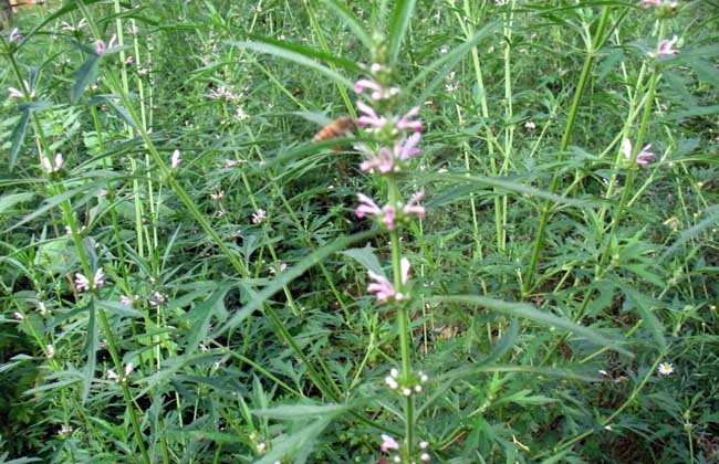 一种特别适合女性种的菜，好吃又防病，女性常吃身体好，早知早好