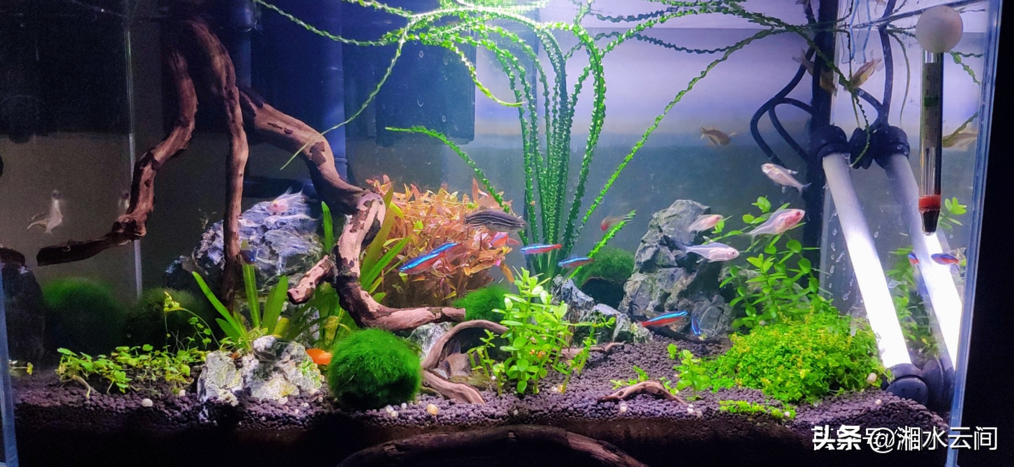 生活小帮手：怎样才能养好金鱼？