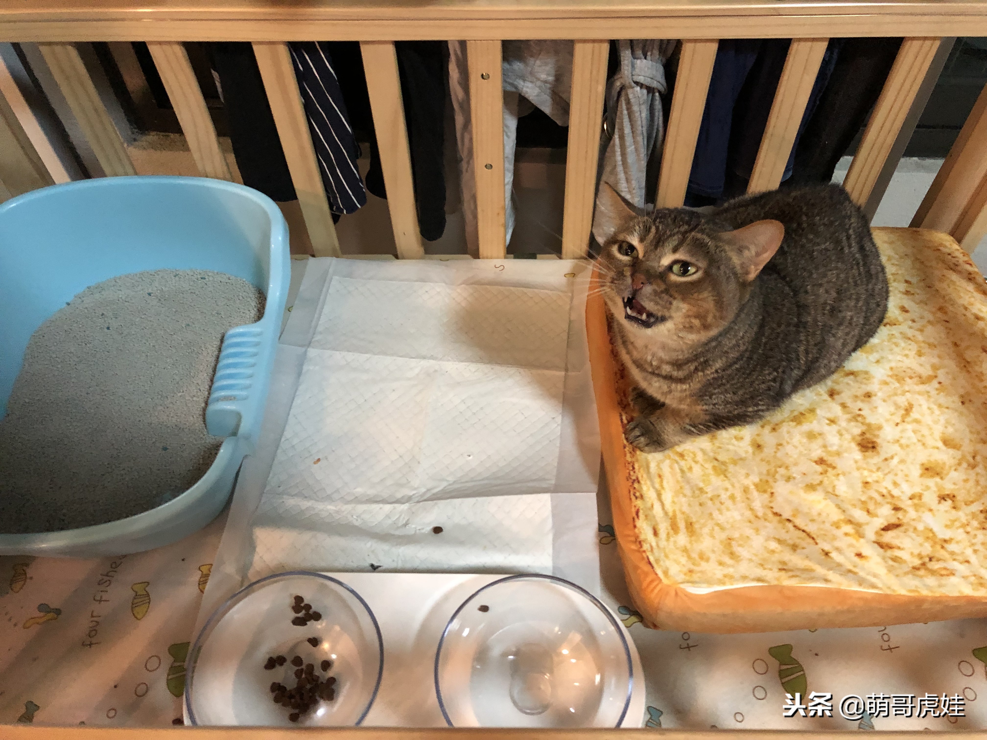 永远都长不大的小奶猫,永远长不大的茶杯小奶猫