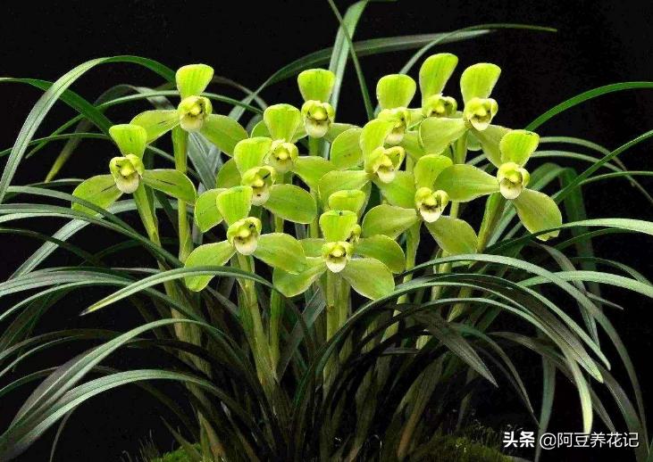 兰花烂根黑腐怎么处理,兰花黑腐