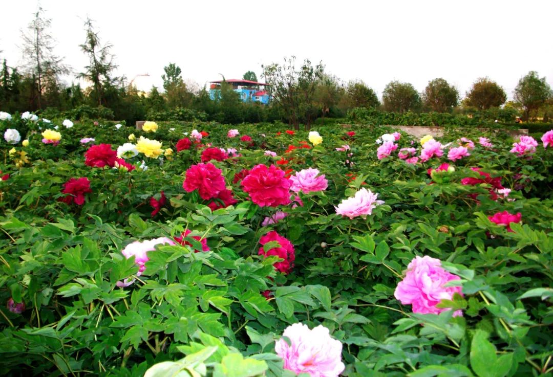 华酝牡丹园紫藤花,华酝牡丹园格桑花