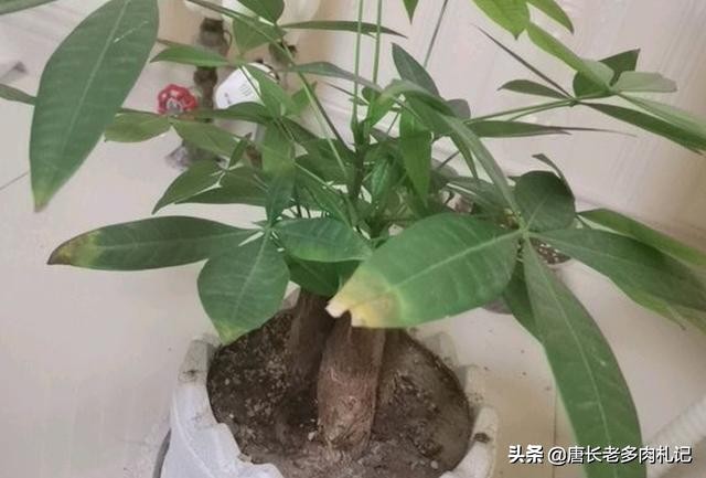 发财树冬天主干褶皱变软,发财树根部发皱什么引起的