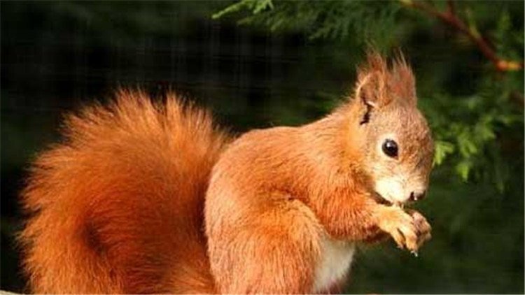 如何挑选一只亲人的魔王松鼠,新手养魔王松鼠好还是红腹松鼠