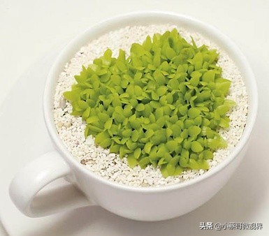 吃完的水果种子不要丢,吃完水果果核别扔