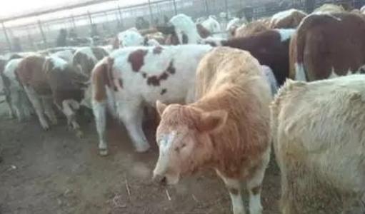 母牛屡次不孕是公牛的问题吗,母牛屡配不孕的原因及解决办法