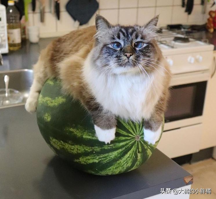 猫咪热到躲冰箱里避暑原视频,猫咪在家热死