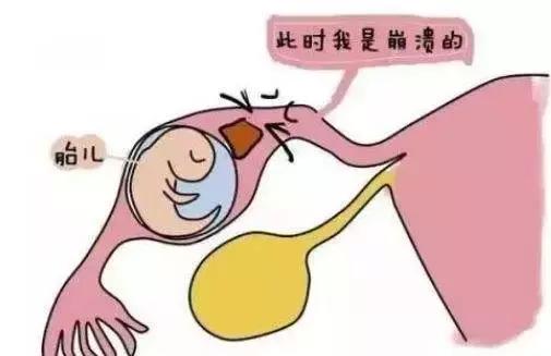 科普排卵,聊聊生育那些事