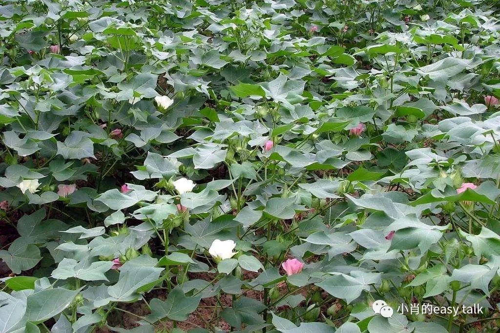 棉面料图,三棉的羽绒服面料是啥意思