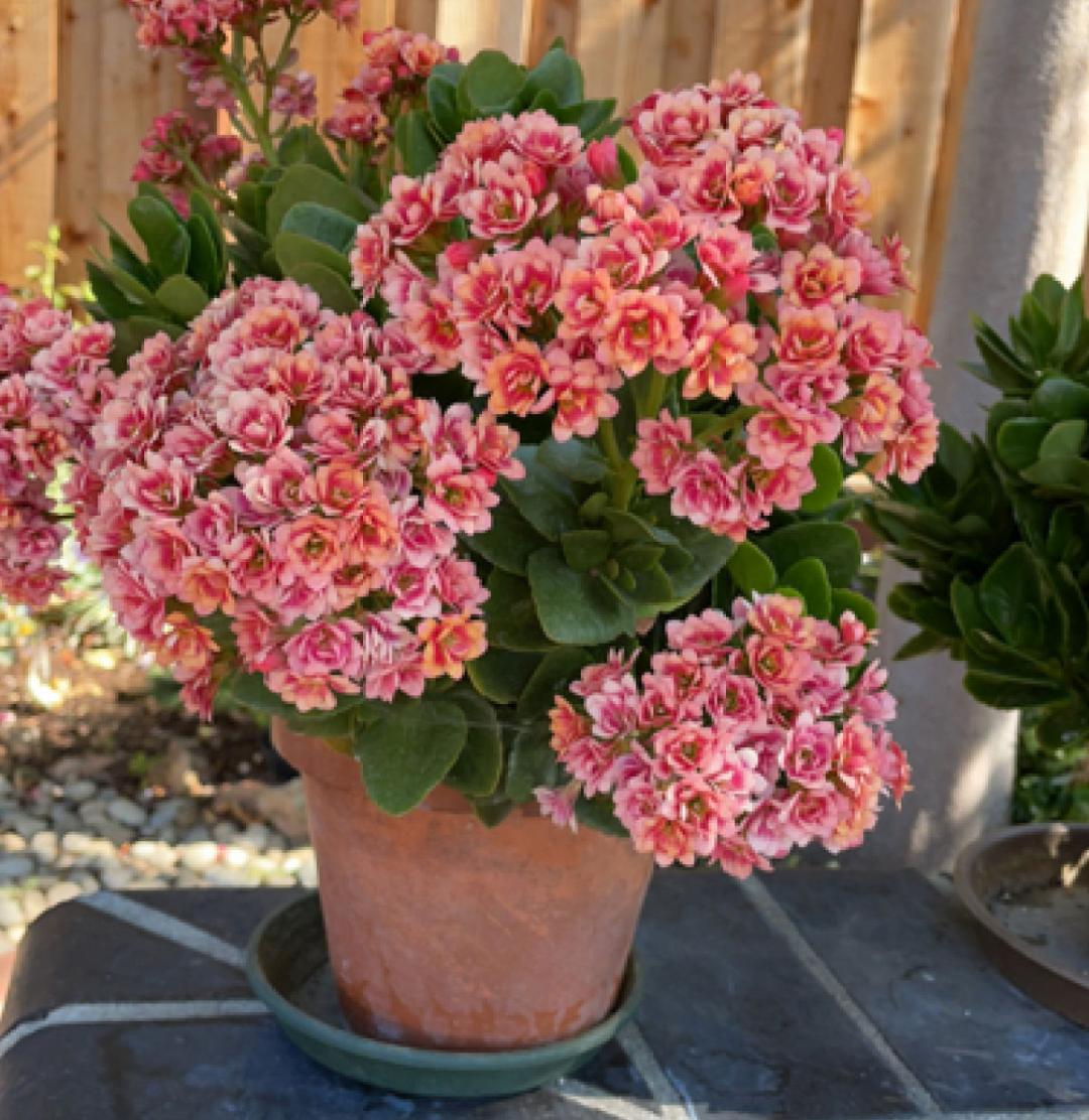 十大好养的懒人花好看,家中常种的十种吉祥花