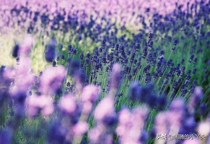 洋苏草花语,洋苏草的花语和寓意
