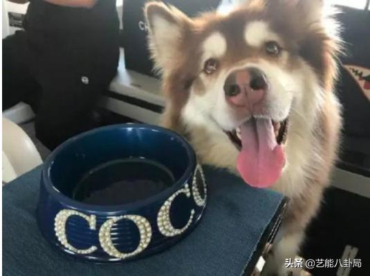 王思聪在哪家买的鸭子,王思聪为什么养鸭