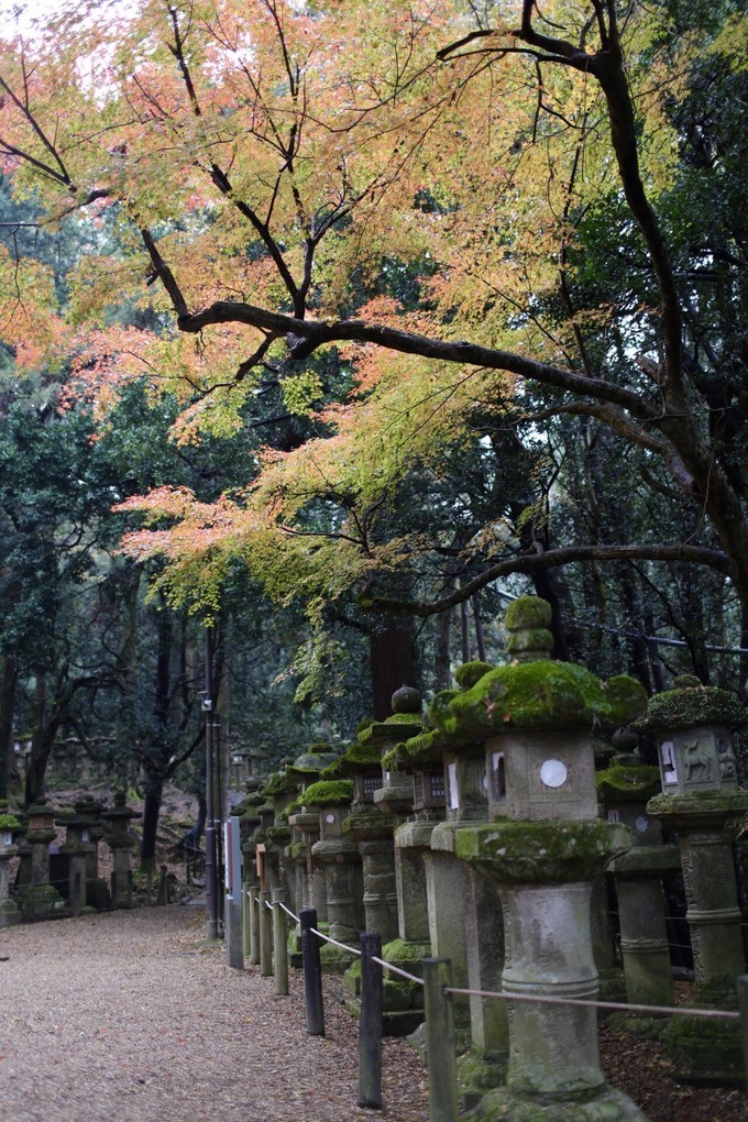 日本京都枫叶季旅游攻略,日本关西赏枫旅游攻略