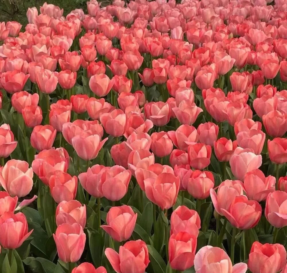 许三观卖血记全书精简书评,许三观卖血记全文