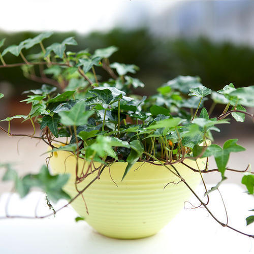 四季常青观叶树,四季常青常春藤怎么养护