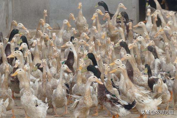 鸭子白天下蛋是怎么回事,鸭子不会孵蛋怎么回事