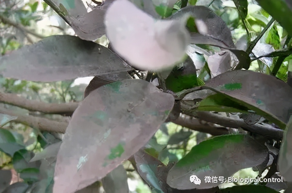 防治果树煤烟病用什么药,冬季果树炭疽病用什么药