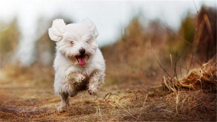 小公犬发情了有什么办法,母宠物犬发情怎么缓解