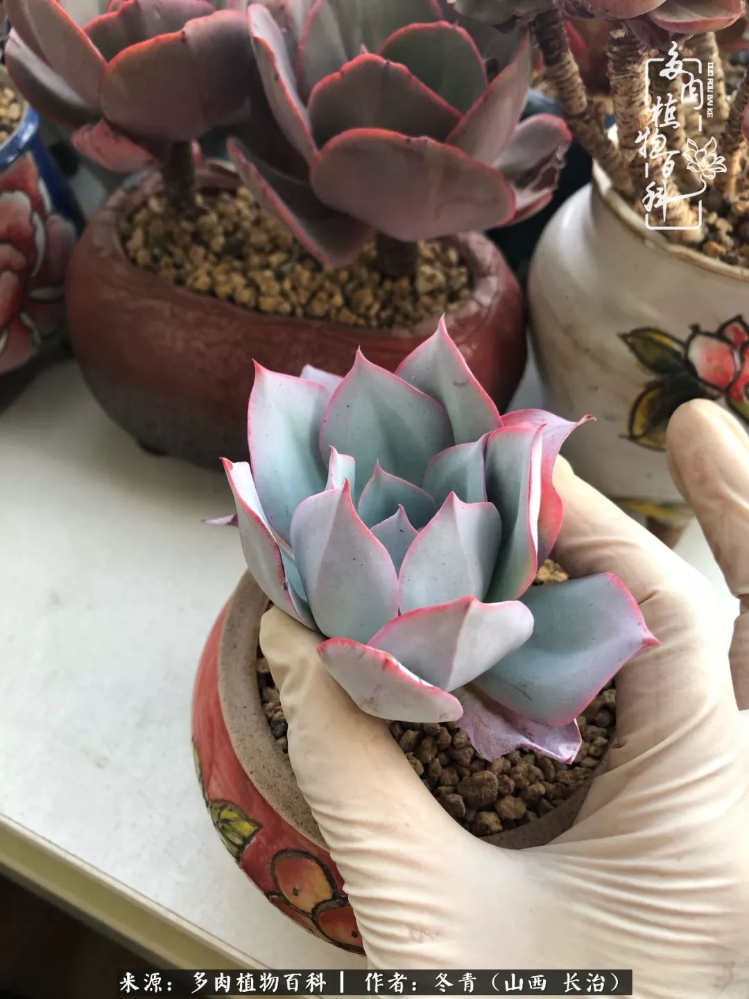 新手养的多肉怎么管理好看,阳台养多肉正确方法