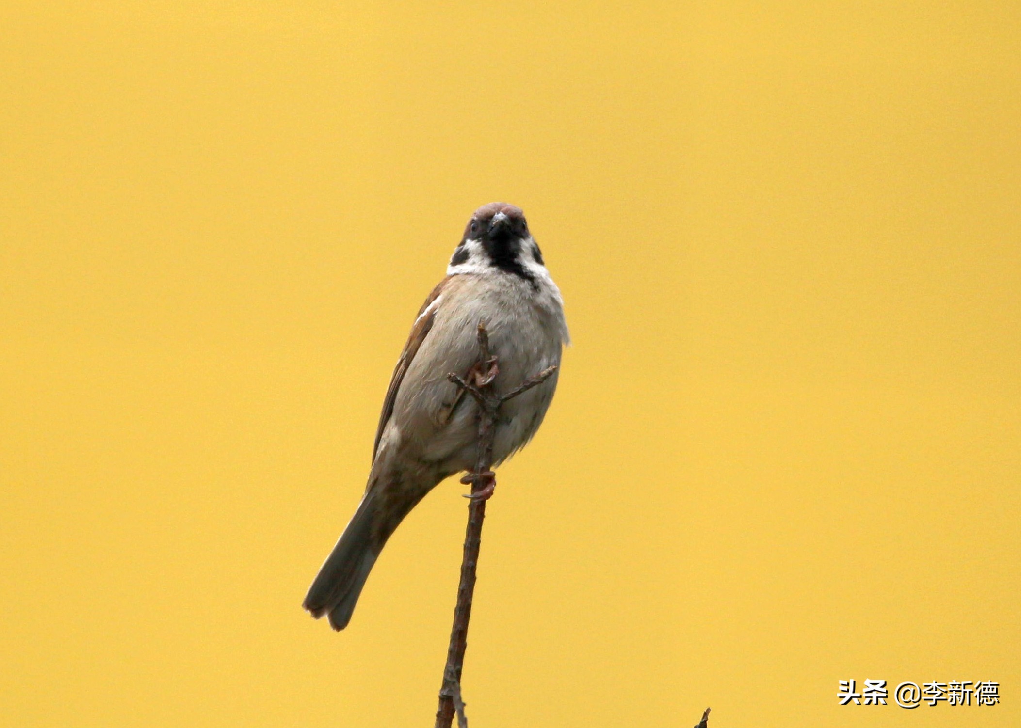 佳能相机5d3拍视频用哪个档位,佳能5d3适马2470