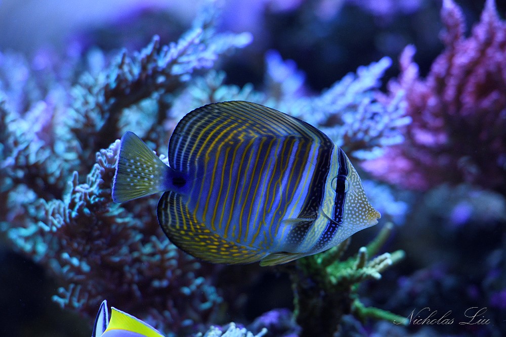 经典海水礁岩生态缸分享，180×120×60厘米三面观赏海缸