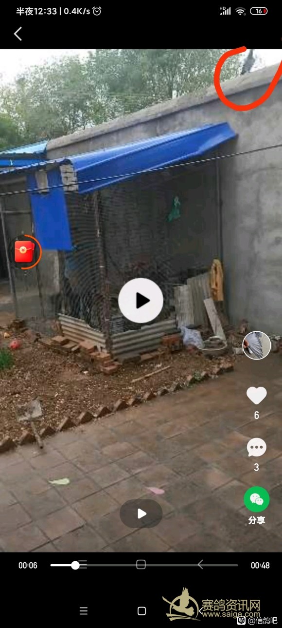 断趾要几个月完全恢复正常,600公里以上归巢鸽