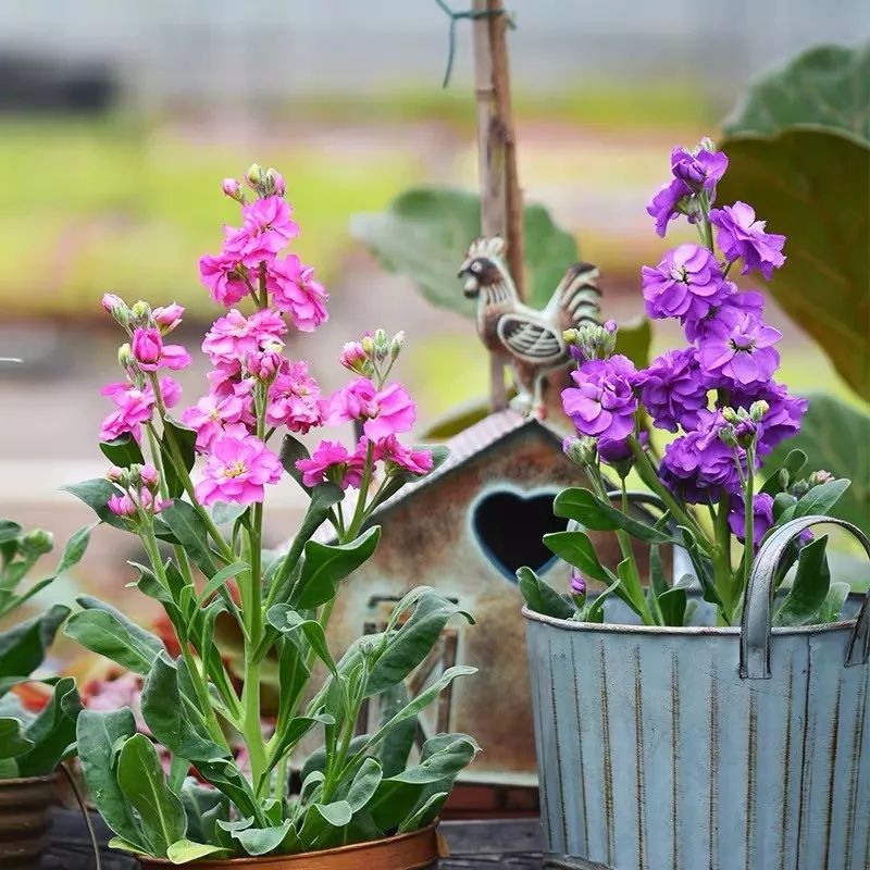 这六种花寓意吉祥好养易活,公认最吉利的4种花