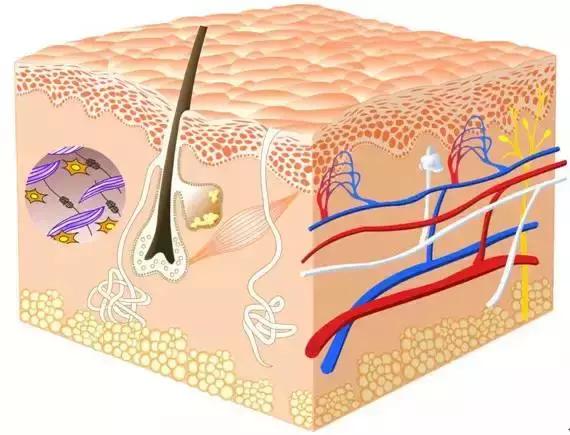 化妆品中的各种成分介绍,化妆品成分表活性成分靠后