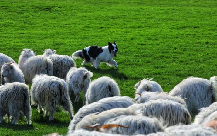 超长记录亲子牧场一日游,暑期草原亲子游攻略