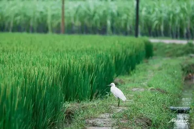 乌村推出一价全包模式的好处,乌村年接待游客量