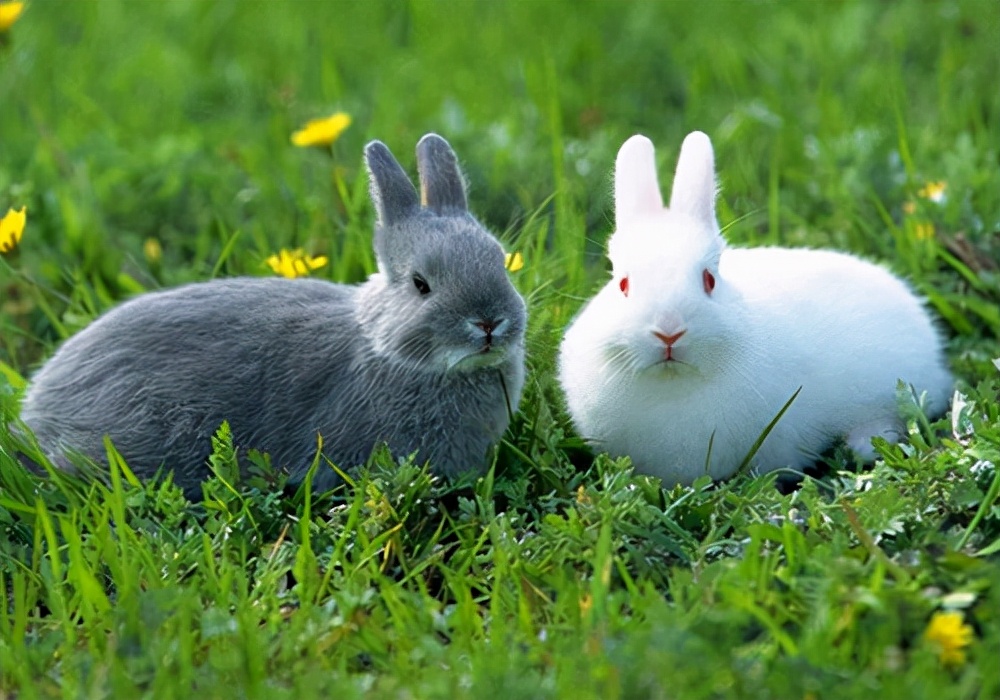 热天养兔要预防哪些疾病,养兔技巧及病兔药物预防