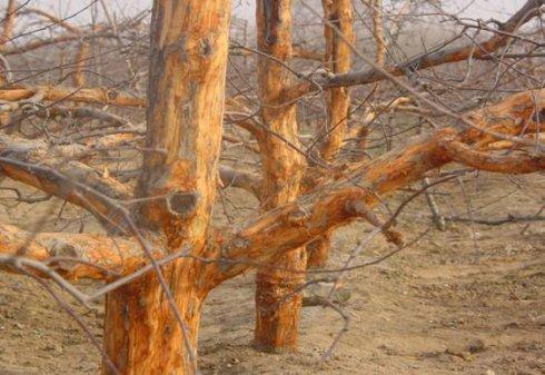 果树的癌症——苹果树腐烂病如何解决?果农朋友值得一看