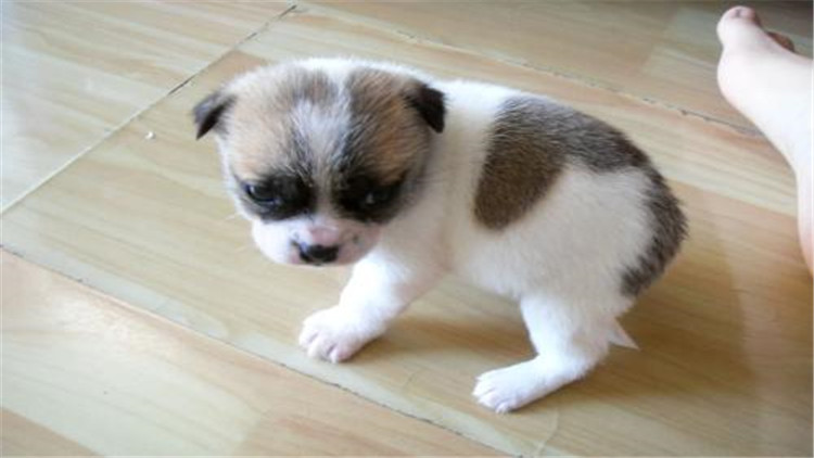 小公犬发情了有什么办法,母宠物犬发情怎么缓解