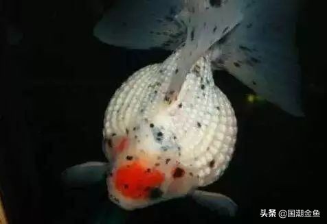 它曾是家家户户院里的“小宠儿”，那些时代是否已经一去不复返？