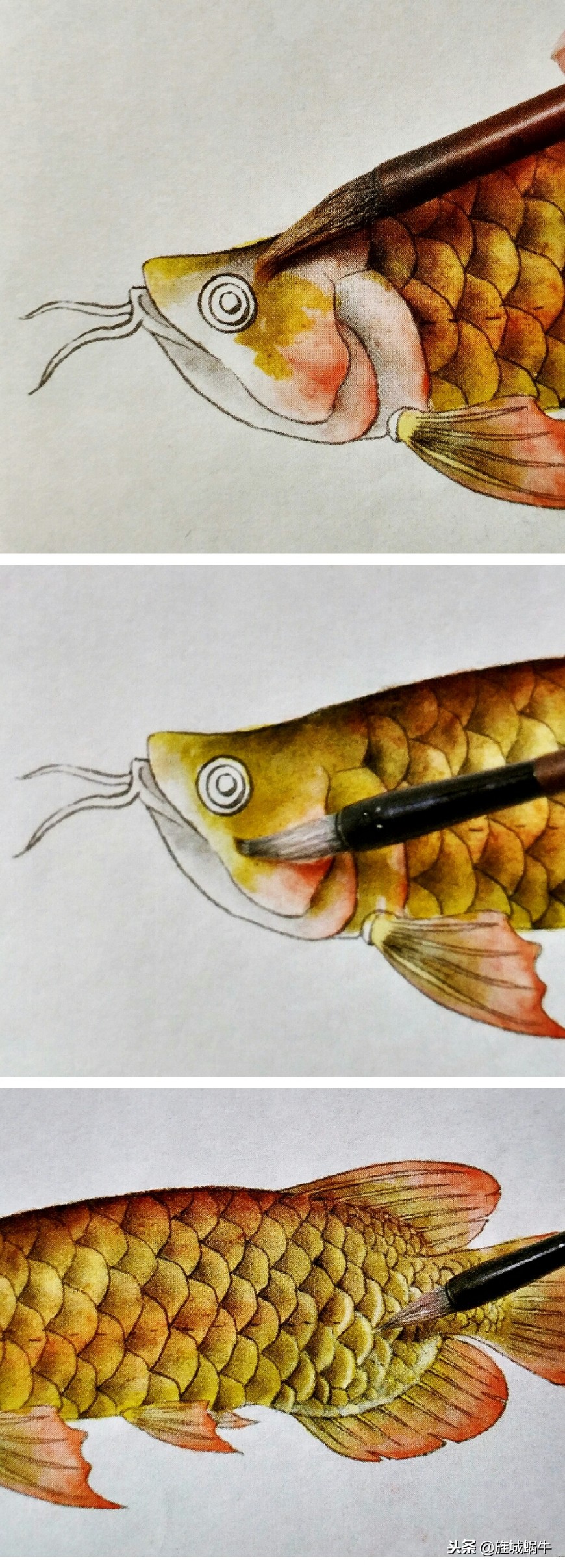 怎么样画出特别大的金龙鱼,金龙鱼的淡色工笔画法