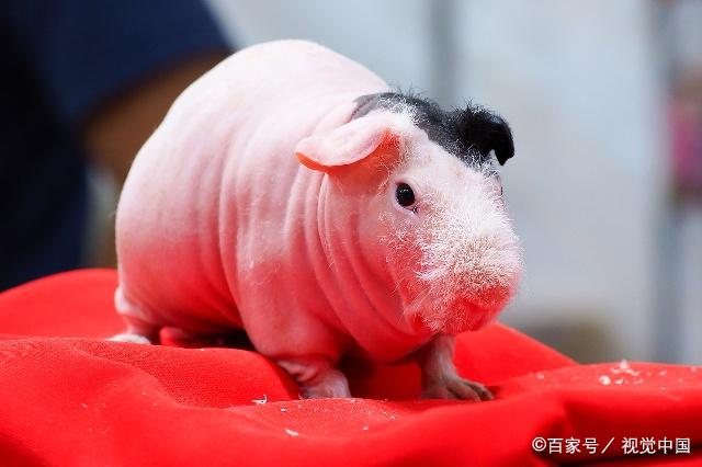 怎么挑选一只荷兰猪,如何挑选一只好的荷兰猪