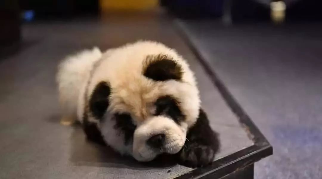 松狮犬染熊猫色宠物店,松狮犬变成熊猫