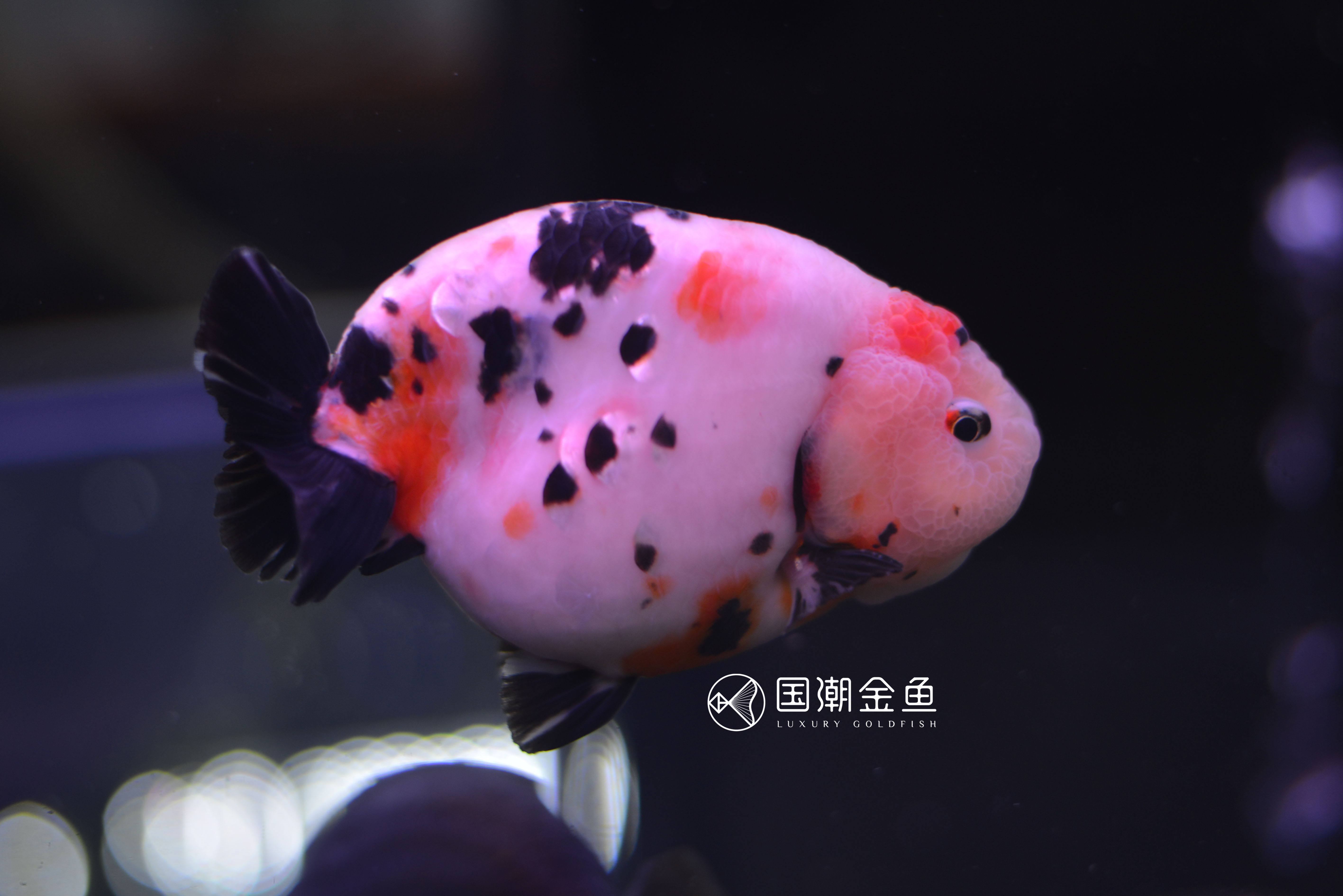 家养金鱼怎么死亡率少,自家养鱼金鱼好养吗