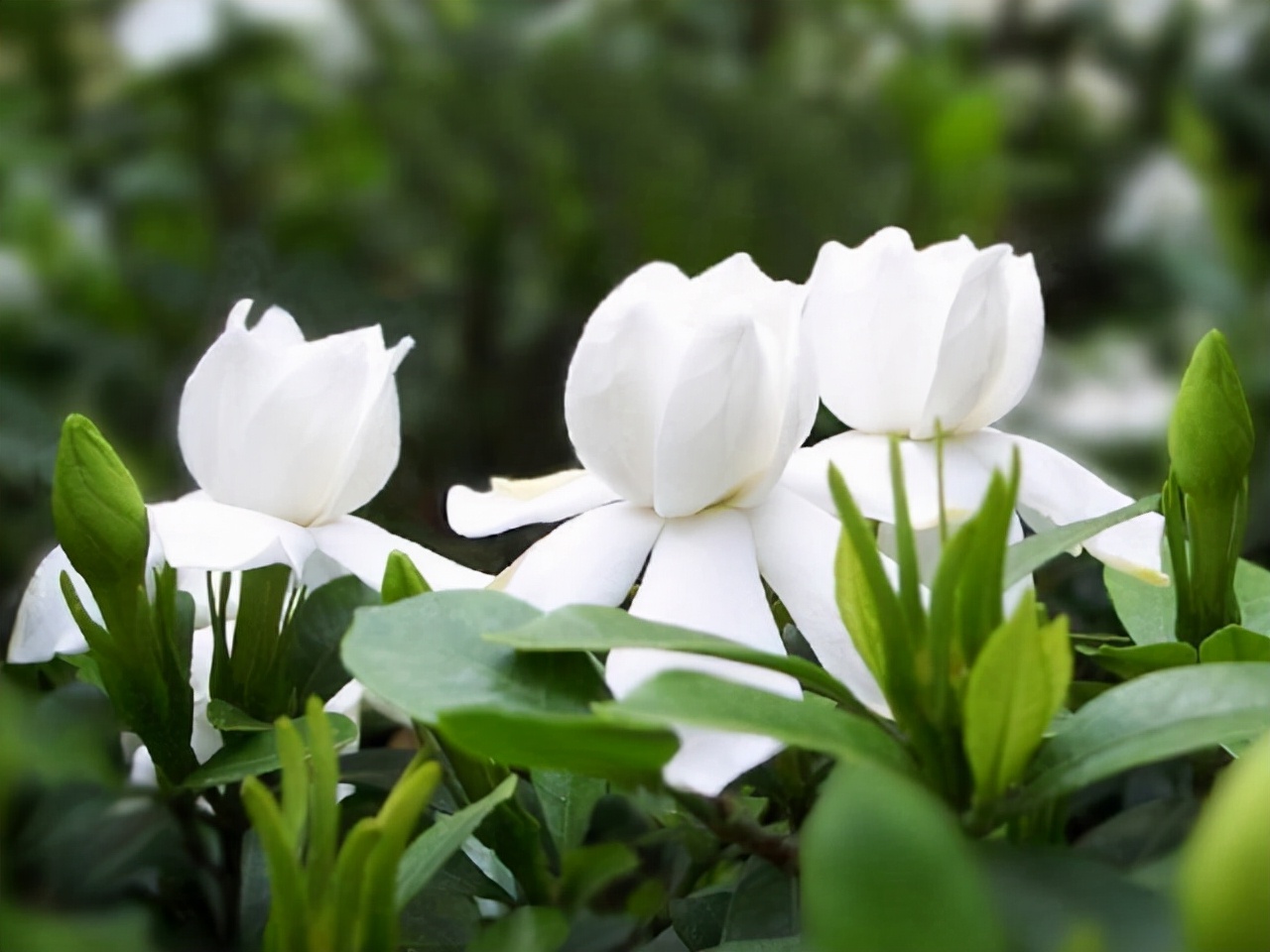 种什么盆栽好看又香,种什么盆栽开花香的