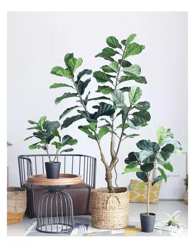 净化空气去甲醛的花是什么花,新房什么花吸甲醛最好最快