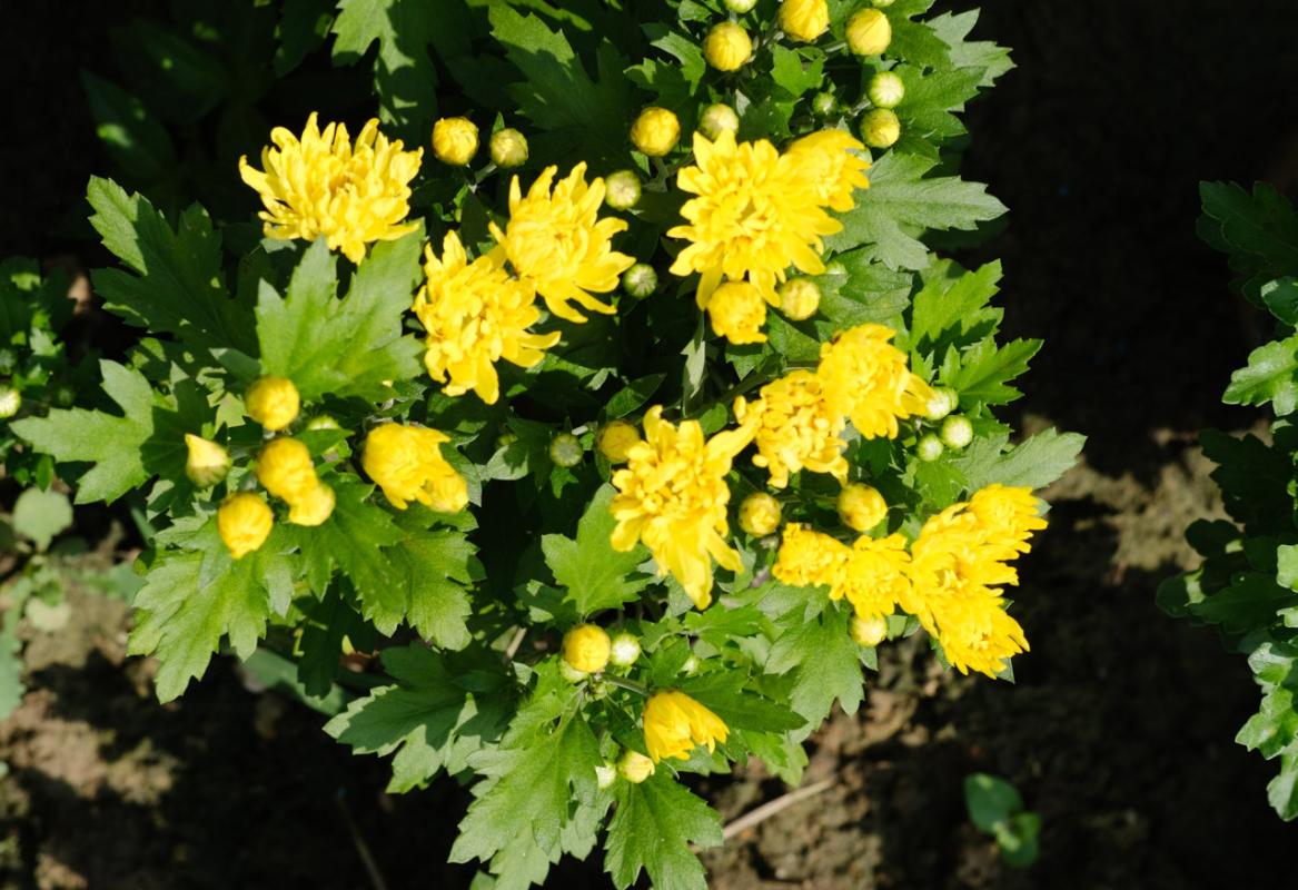 菜籽饼可以直接埋土里做花肥吗,菜籽饼发酵做肥料怎么做好吃