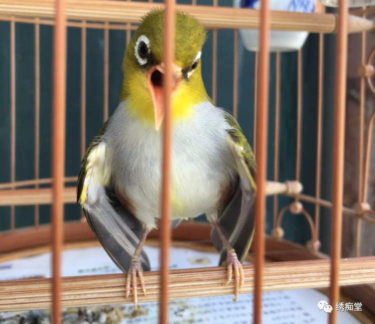 暗绿绣眼鸟属于保护动物吗,南方暗绿绣眼鸟哪种好