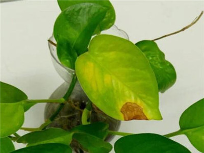 秋天绿萝怎么养才能更旺盛,秋天绿萝多久浇一次水