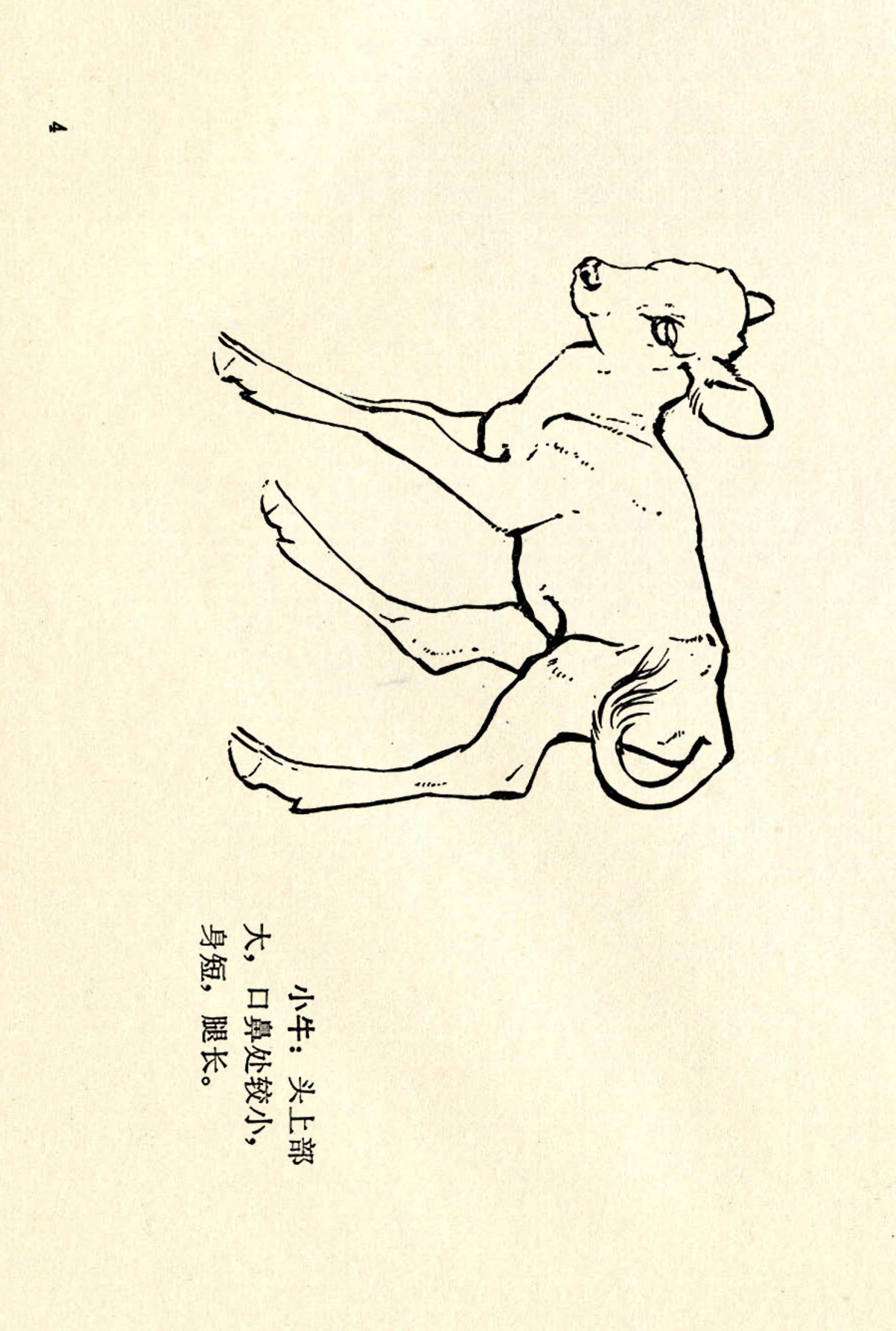 刘继卣画的学习方法,刘继卣动物插画
