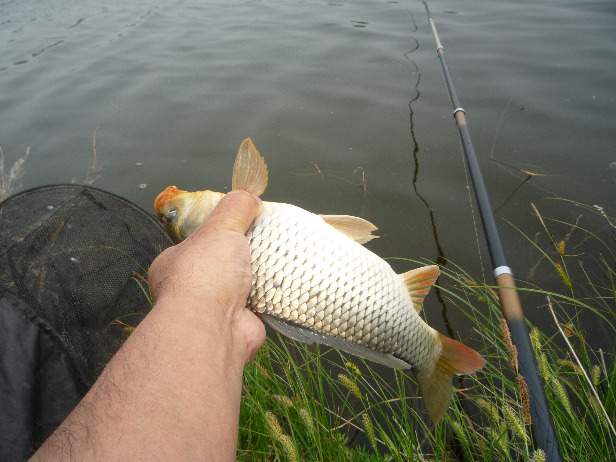 换竿钓鱼操作,台钓如何换竿稍