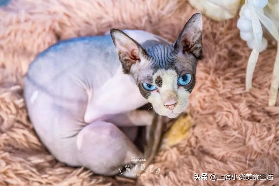 魔都哈士奇体验馆宠物咖啡,魔都哈士奇咖啡馆