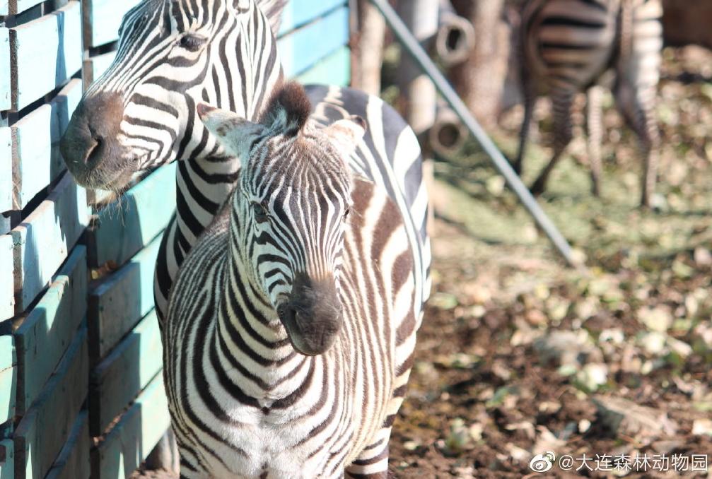海滩再现绝美荧光海宛如蓝色星河,成都荧光海滩