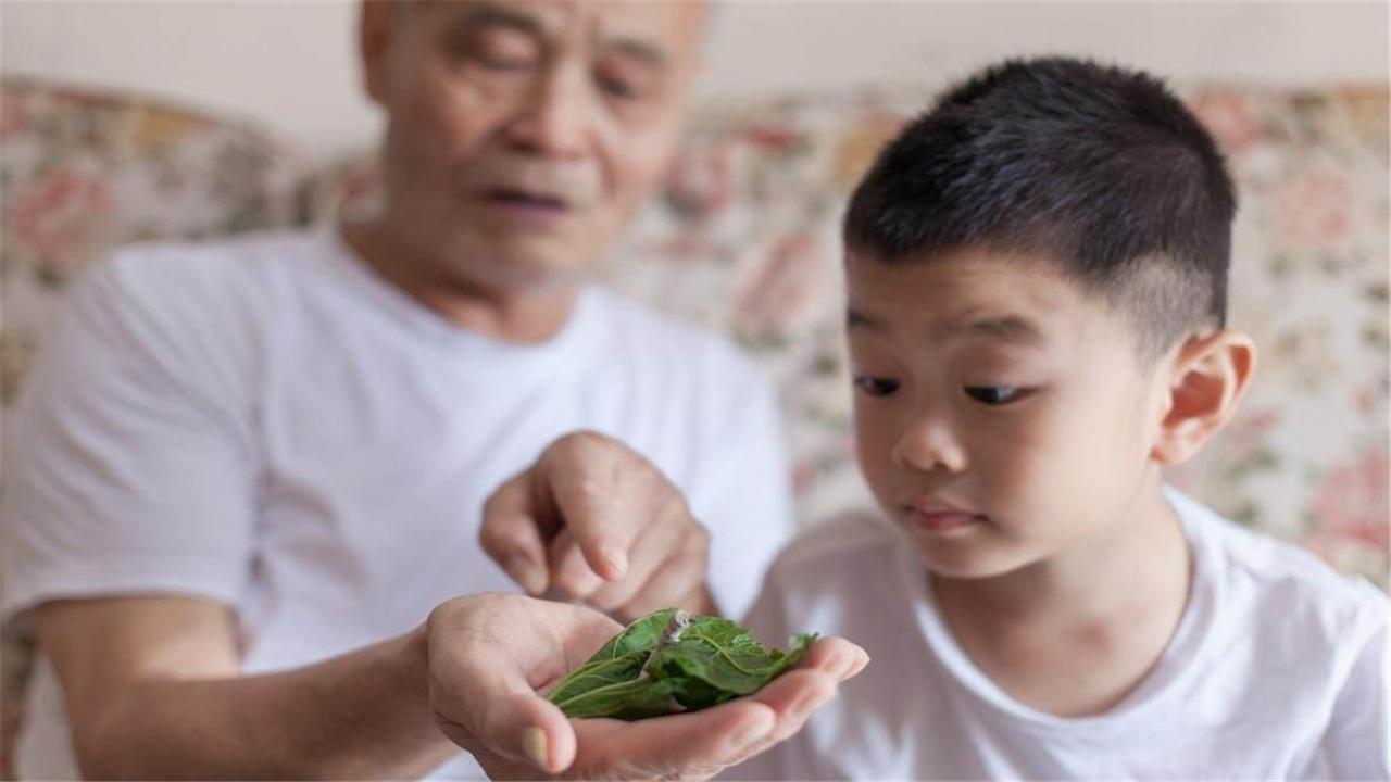 养蚕什么品种的蚕最好,蚕怎样才能增加产丝量