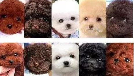 十大公认的最好养的狗泰迪犬,狗狗百科全书泰迪犬