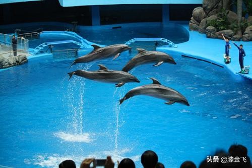 青岛极地海洋和海底世界哪个更好,青岛极地海洋和海底世界哪个好玩